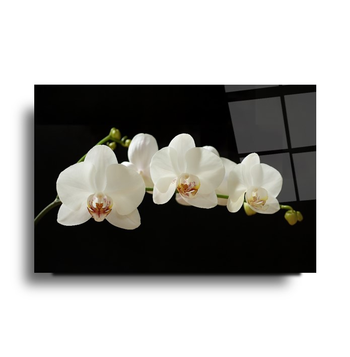 Orkide Çiçek Cam Tablo