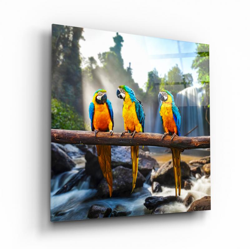 Renkli Papağanlar Cam Tablo