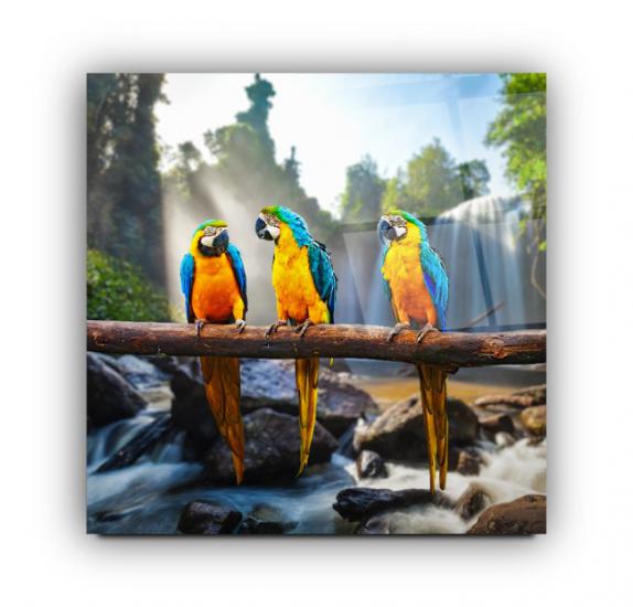 Renkli Papağanlar Cam Tablo